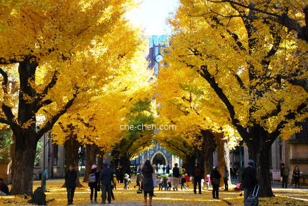 Heavenly Golden Ginkgo Trees Lined The Road Towards Yasuda Auditorium @ University Of Tokyo, Tokyo